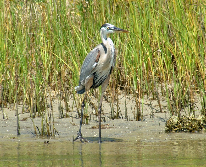 (22) Dscf0717 (great blue heron).jpg   (861x700)   362 Kb                                    Click to display next picture